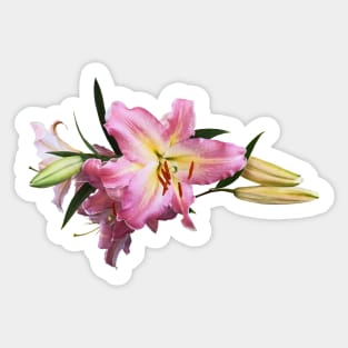 Lovely Pink Lilies Sticker